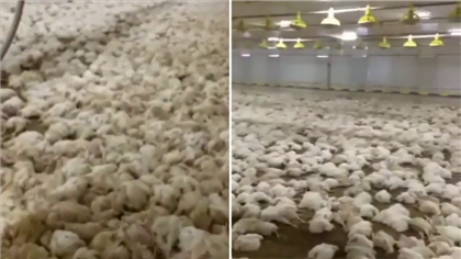 В Алматинской области на птицефабрике от нехватки кислорода погибли более 40 тысяч кур