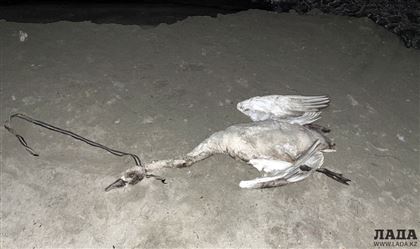 В Актау жестоко убили лебедя