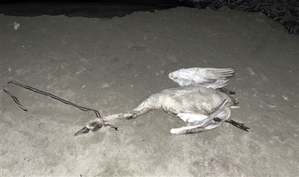 В Актау полицейские разыскивают убийцу лебедя