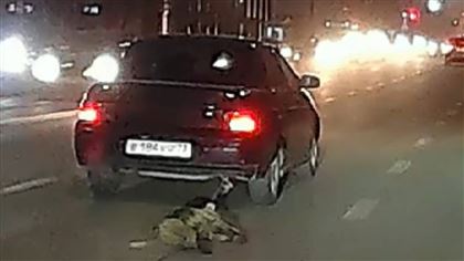 В Атырау живодер привязал к машине собаку и протащил ее по дороге