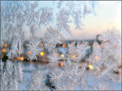 Встреча с холодом: как лучше ухаживать за деревьями в морозы