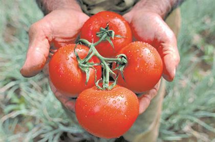 В Минсельхозе РК прокомментировали сообщения о вирусах в томатах из РК