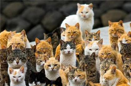 "Даёшь Мысықтар Аралы!" - жителям столицы предложили создать кошачий остров
