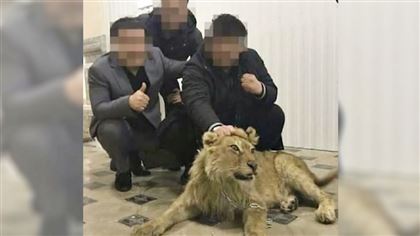 "Лев в качестве подарка или на потеху гостям": как богатые казахстанцы используют экзотических животных ради выгоды 