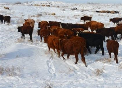 В Туркестанской области на выпасе массово гибнет скот