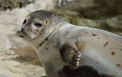 Стала известна причина массовой гибели тюленей в Каспийском море