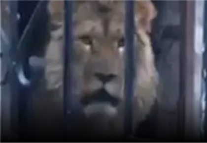 Зоопарк Алматы приютит льва из Бескайнара