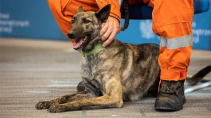 Правительство Польши планирует ввести пенсионные пособия для собак и лошадей, служивших в полиции