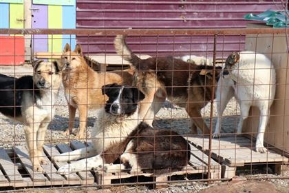 Питомник для бездомных животных планируют построить в Шымкенте
