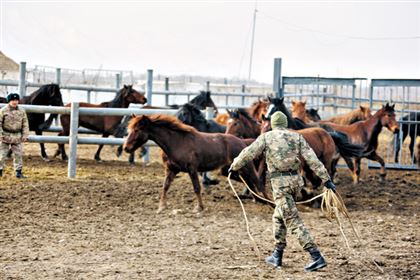 Ход военным конем: для чего казахстанские солдаты учатся заарканивать лошадей
