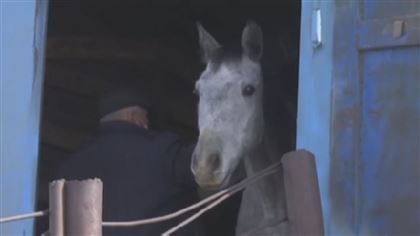 В Алматинской области украли лошадей на 30 миллионов тенге