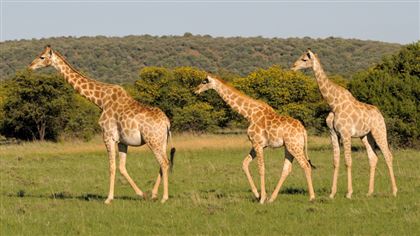 Ключ к лечению гипертонии обнаружили в геноме жирафа