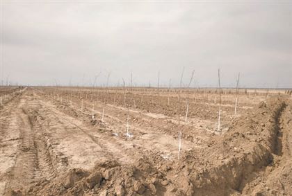 В Туркестане посадят самый большой в стране сливовый сад