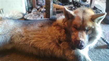 В Павлодарской области волк забрел в село