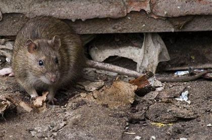 Cерые крысы прочно обосновались в Актау