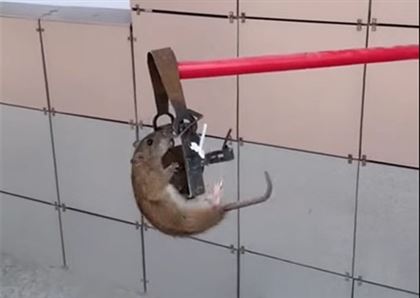 Актау заполоняют крысы: в городе продолжают уничтожать кошек