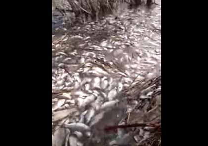 В ЗКО произошла массовая гибель рыбы