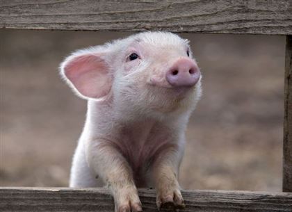 Работники скандального свинокомплекса в Актобе не знают, как уничтожить 40 тысяч свиней