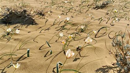 Тюльпаны зацвели в песках Мангистау