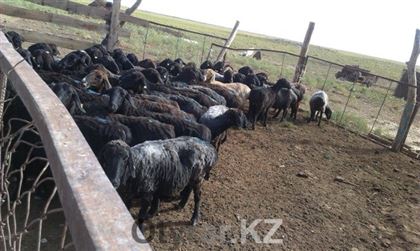 Жителям Шымкента рассказали о необходимости соблюдения правил содержания скота