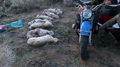 В Туркестанской области задержали браконьеров с тушами сайгаков