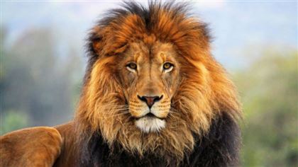 В Индии в зоопарке львы заболели коронавирусом