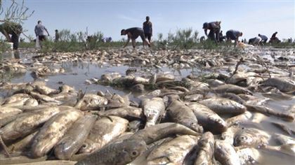 Около трёх тонн погибшей воблы утилизировали в Атырауской области