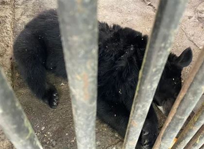 В шымкентском зоопарке медведь сломал решетку вольера