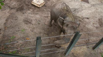 Слон судится с представителями зоопарка в США