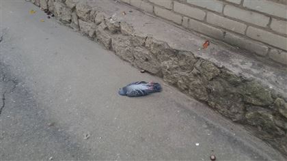 В центре Алматы обнаружили более 20 мертвых голубей