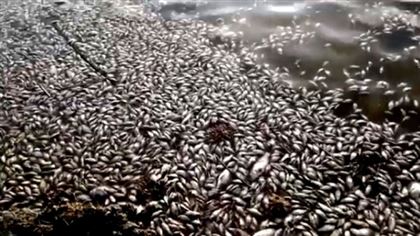 Стало известно о возможных причинах массовой гибели рыбы в Павлодарской области