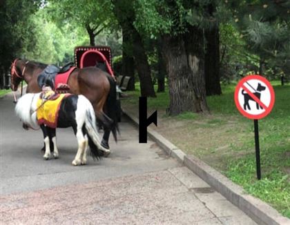 Запрет на выгул собак в парке Алматы стал предметом "войны" в соцсетях
