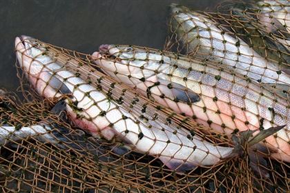 В Алматинской области у браконьера изъяли 57 килограммов рыбы