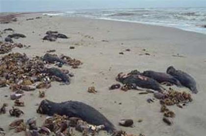 Гибель тюленей на Каспии ученые связали с выбросом метана и браконьерством