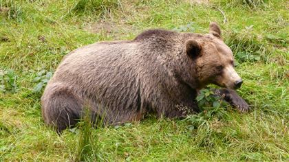 В Восточном Казахстане медведь разоряет ульи и ломает заборы