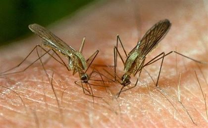 Жителей ВКО атакуют комары