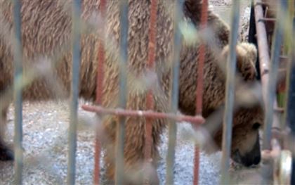 Цирковых медведей переселили в зоопарк Шымкента