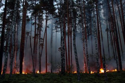 55 лесных пожаров в ВКО: жителей просят пока не ходить в леса 