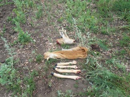 В Акмолинской области полицейские обнаружили мёртвую косулю в салоне автомобиля