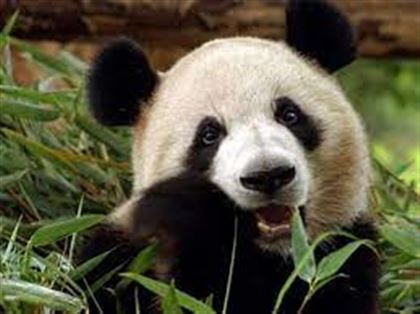В зоопарке Токио родились детеныши большой панды