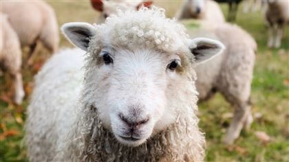Запрет на экспорт овец могут ввести в Казахстане