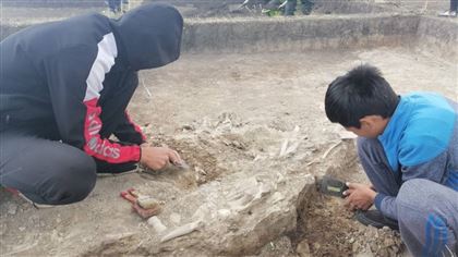 В Акмолинской области во время раскопок обнаружили более 50 артефактов 
