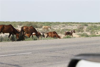 В Казахстане начали штрафовать хозяев скота, который выходит на дороги