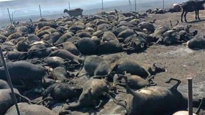 В Карагандинской области массово гибнет скот из-за пожаров 