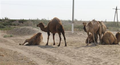 В Кызылординской области от опасной болезни страдают верблюды
