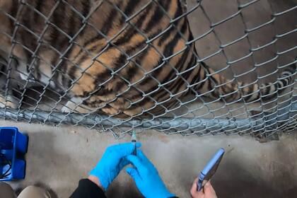 Будут ли вакцинировать животных от коронавируса рассказали в зоопарке Алматы