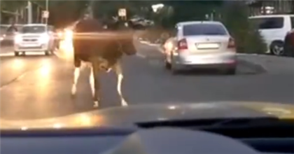 Одинокая корова посреди проезжей части удивила алматинцев - видео