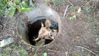 В Усть-Каменогрске спасатели вытащили корову из люка