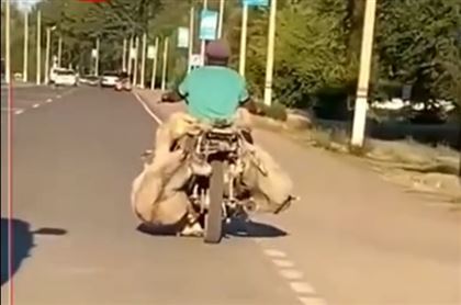 Жителей ВКО возмутил водитель, который вез баранов, привязав их к мотоциклу