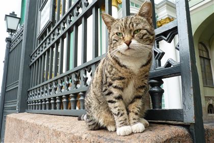 В Великобритании 330 кошек погибли от неизвестного вируса